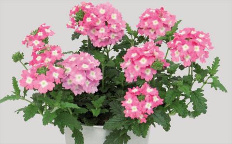 Foto fiore da  Vaso Verbena hybrida Blues® Pink