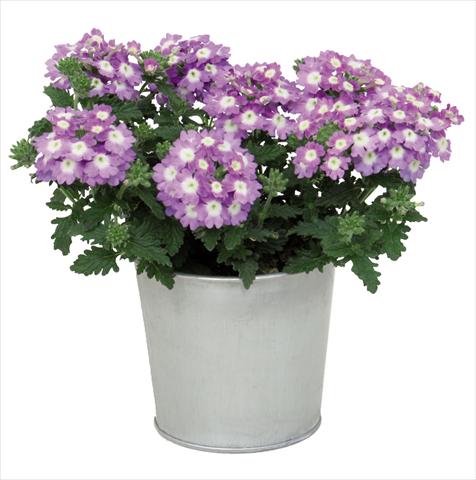 Foto fiore da  Vaso Verbena hybrida Blues® Sky Blue