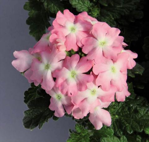 Foto fiore da  Vaso Verbena hybrida Pop® Light Pink