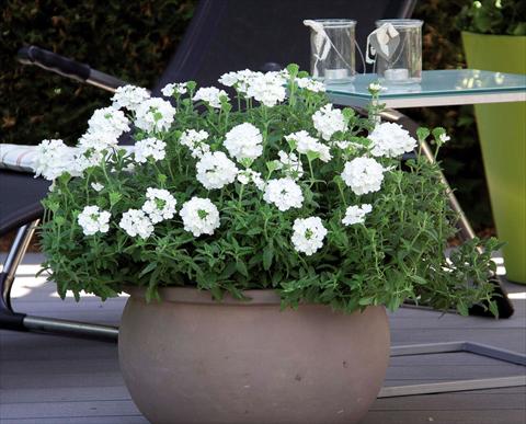 photo of flower to be used as: Pot Verbena hybrida Pop® White