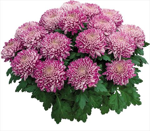 Foto fiore da  Vaso Chrysanthemum Arobaz Rose