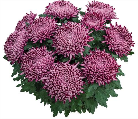 Foto fiore da  Vaso Chrysanthemum Cyrano Violet