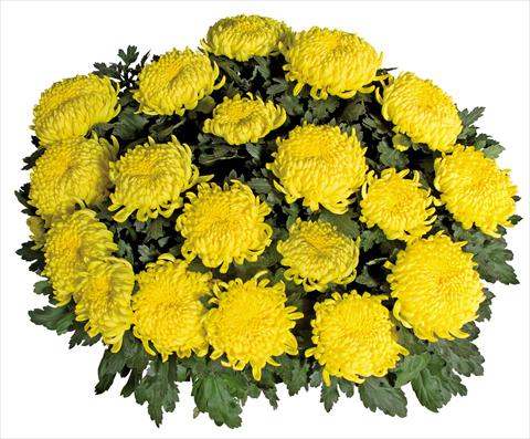 Foto fiore da  Vaso Chrysanthemum Savona Jaune