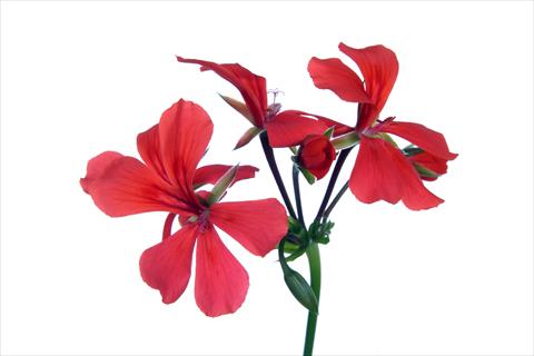 Foto fiore da  Basket o vaso Pelargonium peltatum Grand Idols® Orange