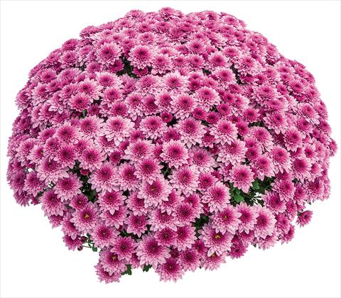 Foto fiore da  Vaso Chrysanthemum Diva Rose