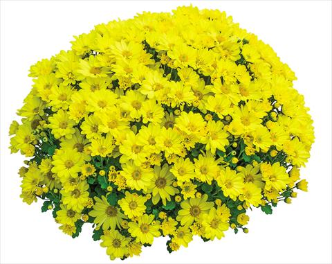 Foto fiore da  Vaso Chrysanthemum Elys Jaune