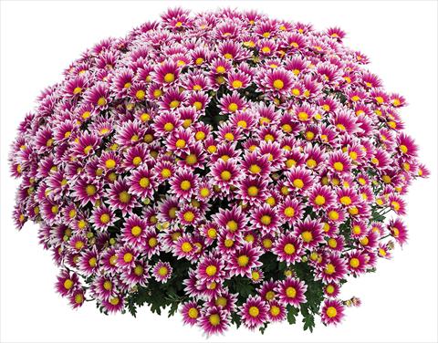 Foto fiore da  Vaso Chrysanthemum Crisantemo a fiore Piccolo Stela Lilas