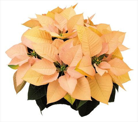 Foto fiore da  Vaso Poinsettia - Euphorbia pulcherrima Autumn Leaves