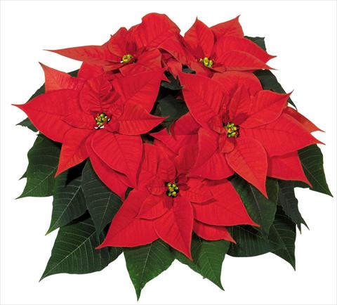 photo of flower to be used as: Pot Poinsettia - Euphorbia pulcherrima Christmas Glory