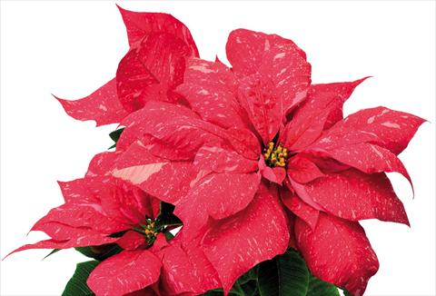 Foto fiore da  Vaso Poinsettia - Euphorbia pulcherrima Jubilee Jingle Bells