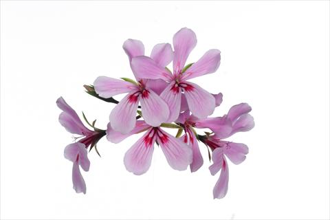 Foto fiore da  Basket o vaso Pelargonium peltatum Grand Idols® Pink