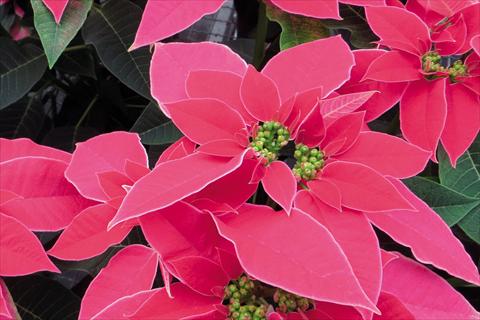 Foto fiore da  Vaso Poinsettia - Euphorbia pulcherrima Poinsettia Luv U Hot Pink