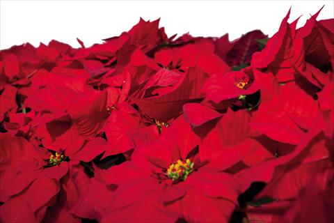 Foto fiore da  Vaso Poinsettia - Euphorbia pulcherrima North Star 2015