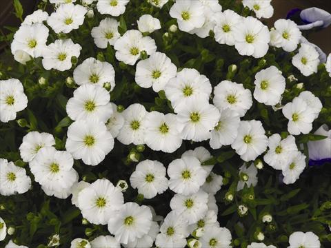 Foto fiore da  Vaso e aiola Arenaria montana Lana White