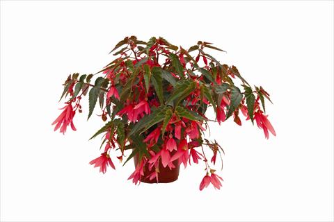 Foto fiore da  Basket vaso o aiuola Begonia boliviensis Bonaparte Rose