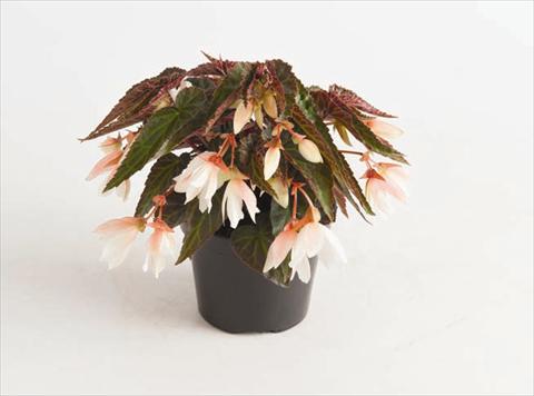 Foto fiore da  Basket vaso o aiuola Begonia boliviensis Bonaparte White