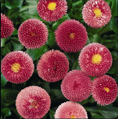 Foto fiore da  Vaso e aiola Bellis perennis Bellissima Rose