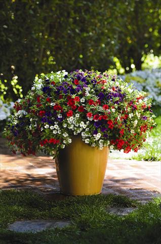 photo of flower to be used as: Bedding pot or basket Calibrachoa hybrida Cabaret™ Mix Masters Cafe de Paris