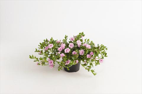 Foto fiore da  Basket vaso o aiuola Calibrachoa hybrida Can-Can® Rosies Light Pink