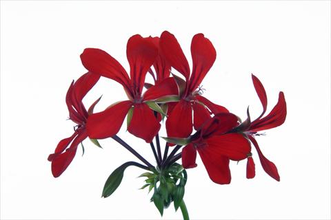 Foto fiore da  Basket o vaso Pelargonium peltatum Grand Idols® Red