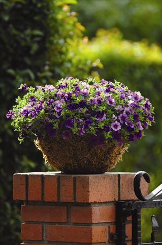 Foto fiore da  Basket vaso o aiuola Calibrachoa hybrida Cabaret™ Dark Blue