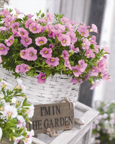 Foto fiore da  Basket vaso o aiuola Calibrachoa hybrida Cabaret™ Light Pink