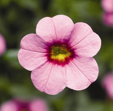 Foto fiore da  Basket vaso o aiuola Calibrachoa hybrida Can-Can® Pink With Eye