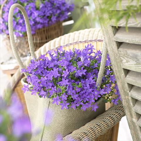 photo of flower to be used as: Pot and bedding Campanula portenschlagiana Catharina