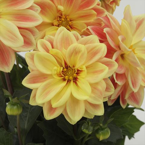 Foto fiore da  Vaso e aiola Dahlia x hybrida Dahlietta™ Coby Orange Yellow