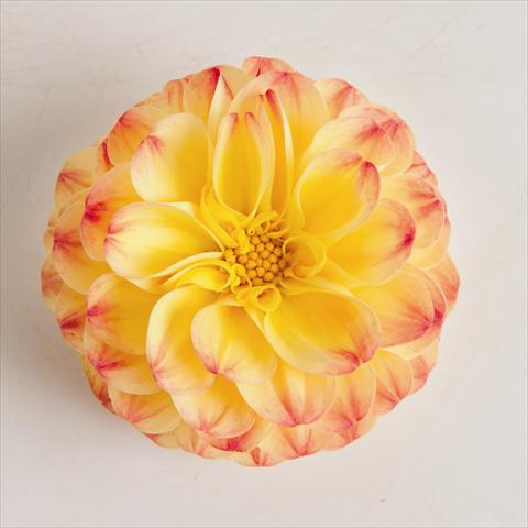 photo of flower to be used as: Pot and bedding Dahlia x hybrida Pomponetta Bicolor Red Yellow