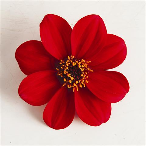 Foto fiore da  Vaso e aiola Dahlia x hybrida Happy Days® Red