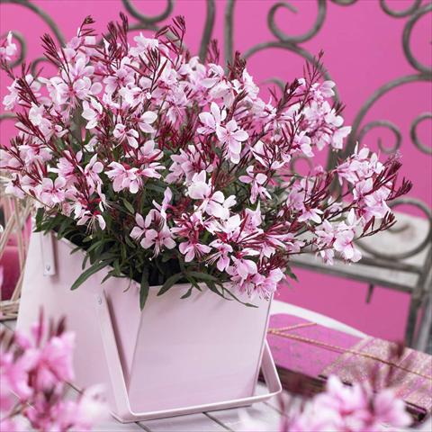 Foto fiore da  Vaso Gaura lindheimeri Gaudi® Pink