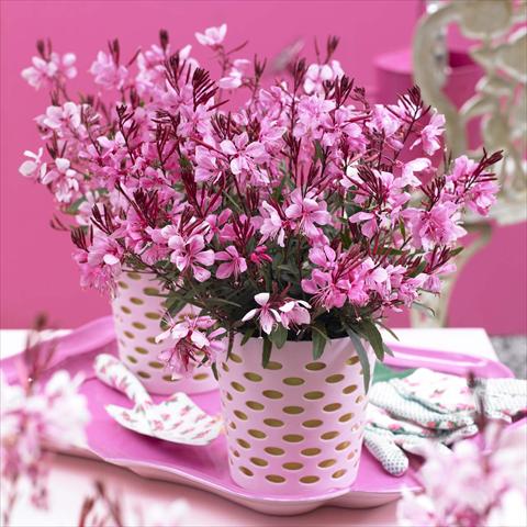 photo of flower to be used as: Pot Gaura lindheimeri Gaudi® Rose