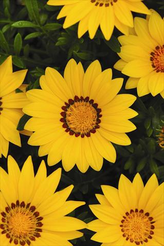 Foto fiore da  Vaso e aiola Gazania rigens New Day Yellow Improved