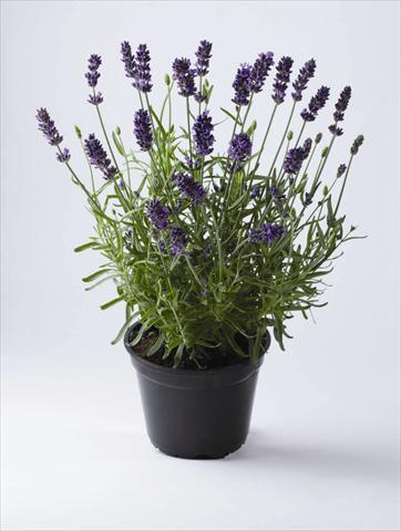 Foto fiore da  Vaso e aiola Lavandula angustifolia Early Hidcote