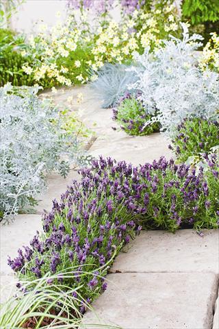 photo of flower to be used as: Pot and bedding Lavandula stoechas Bandera