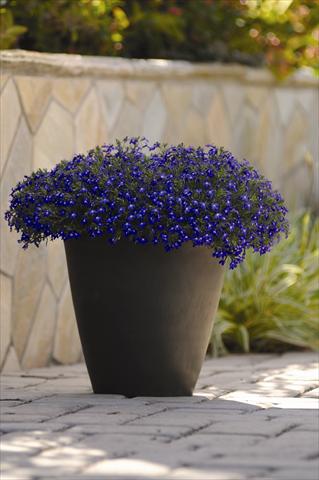 Foto fiore da  Vaso e aiola Lobelia erinus Sweet Springs Blue