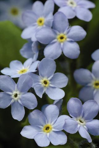 Foto fiore da  Vaso e aiola Myosotis sylvatica Mon Amie Blue