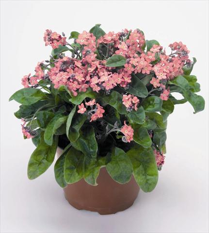 photo of flower to be used as: Pot and bedding Myosotis sylvatica Rosylva