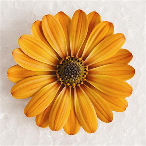 Foto fiore da  Vaso e aiola Osteospermum ecklonis Astra® Terracotta