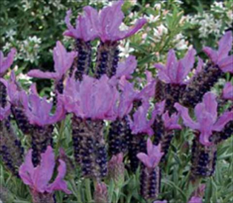 Foto fiore da  Aiuola e/o bordura Lavandula stoechas Ruffles Blueberry