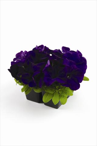 Foto fiore da  Vaso e aiola Petunia grandiflora Pacta Parade Blue