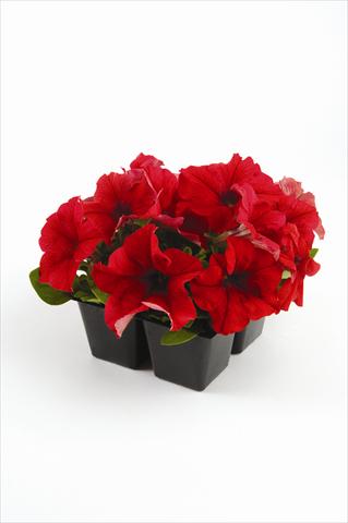 Foto fiore da  Basket vaso o aiuola Petunia grandiflora Pacta Parade Red