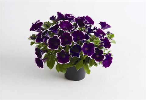 Foto fiore da  Vaso e aiola Petunia hybrida Viva® Picotee Blue