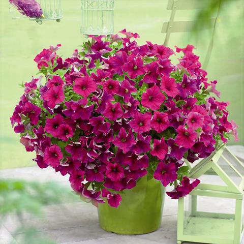 Foto fiore da  Vaso e aiola Petunia hybrida GO!Tunia® Neon Pink