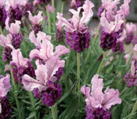 Foto fiore da  Aiuola e/o bordura Lavandula stoechas Ruffles Boysenberry