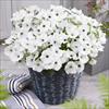 GO!Tunia® White