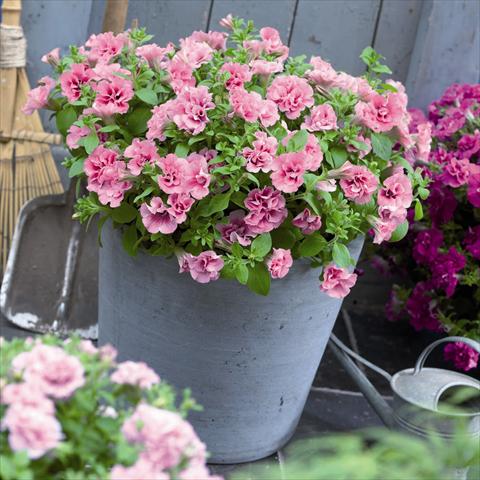 Foto fiore da  Vaso e aiola Petunia hybrida Viva® Double Pink