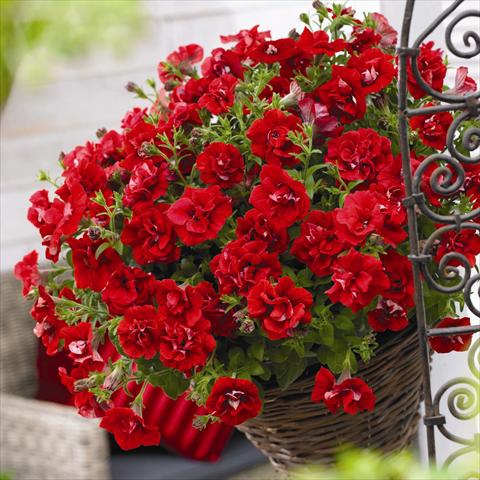 Foto fiore da  Vaso e aiola Petunia hybrida Viva® Double Red