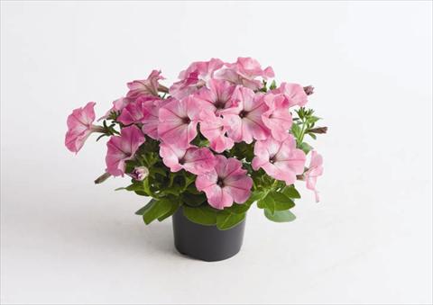 Foto fiore da  Vaso e aiola Petunia hybrida Viva® Pink Morn